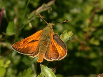 Ochlodes sylvanus Esp. adulte - Philippe Mothiron