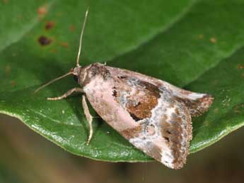 Elaphria venustula Hb. adulte - ©Philippe Mothiron