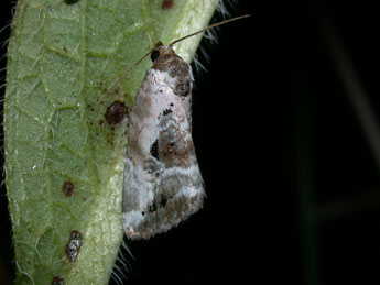 Elaphria venustula Hb. adulte - ©Philippe Mothiron