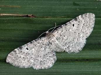 Eupithecia veratraria Grasl. adulte - ©Daniel Morel