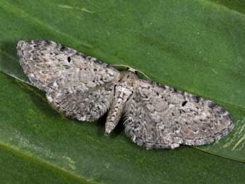 Eupithecia veratraria Grasl. adulte - Philippe Mothiron