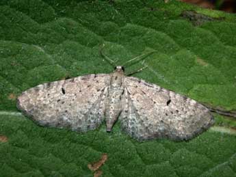 Eupithecia veratraria Grasl. adulte - Philippe Mothiron