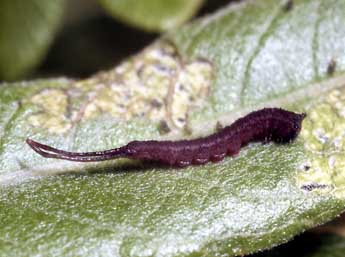  Chenille de Neoharpyia verbasci F. - ©Serge Wambeke