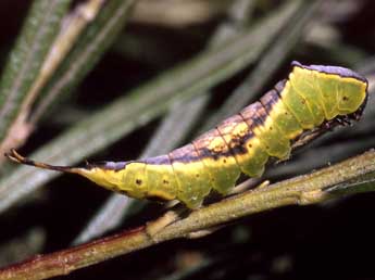  Chenille de Neoharpyia verbasci F. - ©Serge Wambeke