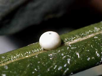  Oeuf de Neoharpyia verbasci F. - ©Serge Wambeke