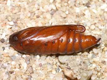  Chrysalide de Cucullia verbasci L. - Lionel Taurand