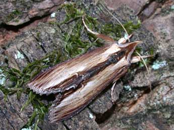 Cucullia verbasci L. adulte - Philippe Mothiron