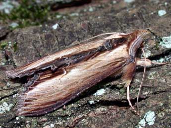 Cucullia verbasci L. adulte - Philippe Mothiron