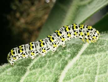  Chenille de Cucullia verbasci L. - ©Philippe Mothiron