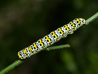  Chenille de Cucullia verbasci L. - ©Philippe Mothiron