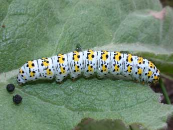  Chenille de Cucullia verbasci L. - ©Philippe Mothiron