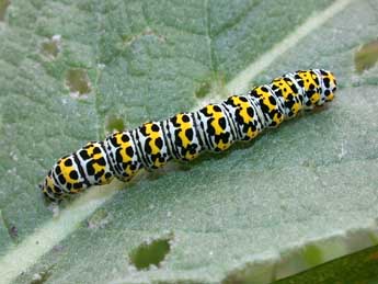  Chenille de Cucullia verbasci L. - ©Philippe Mothiron