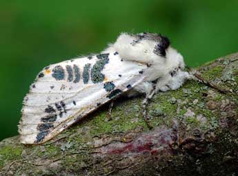 Neoharpyia verbasci F. adulte - David Demerges