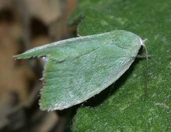 Earias vernana F. adulte - Philippe Mothiron