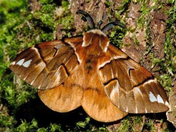 Endromis versicolora L. adulte - Franois Spill