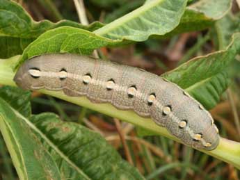  Chenille de Hyles vespertilio Esp. - ©Daniel Morel