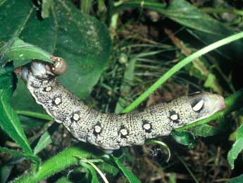  Chenille de Hyles vespertilio Esp. - ©Philippe Mothiron