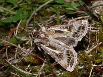 Agrotis vestigialis Hfn. adulte - Philippe Mothiron