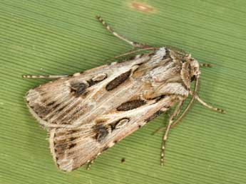 Agrotis vestigialis Hfn. adulte - Daniel Morel