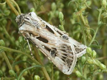 Agrotis vestigialis Hfn. adulte - Daniel Morel