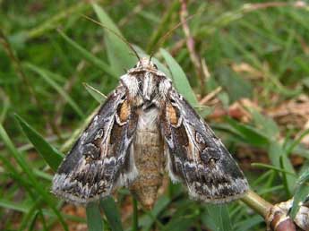 Agrotis vestigialis Hfn. adulte - Bruno Lavou