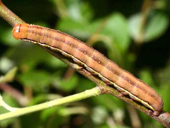  Chenille de Xylena vetusta Hb. - ©Serge Wambeke