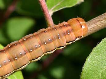  Chenille de Xylena vetusta Hb. - ©Serge Wambeke