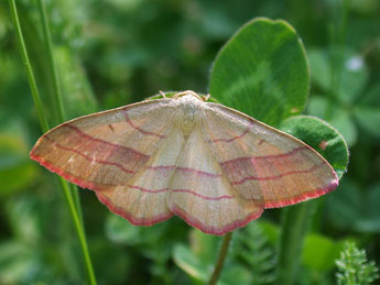 Rhodostrophia vibicaria Cl. adulte - Philippe Mothiron