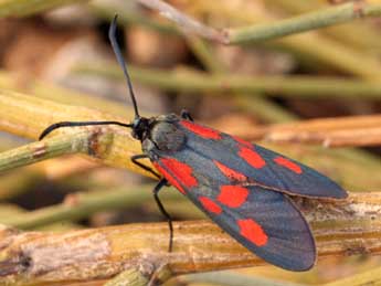 Zygaena viciae D. & S. adulte - ©Daniel Morel