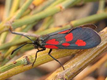 Zygaena viciae D. & S. adulte - ©Daniel Morel