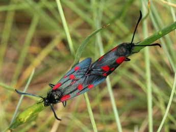 Zygaena viciae D. & S. adulte - ©Daniel Morel