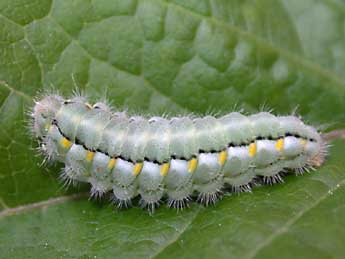  Chenille de Zygaena occitanica Vill. - Christophe Franco