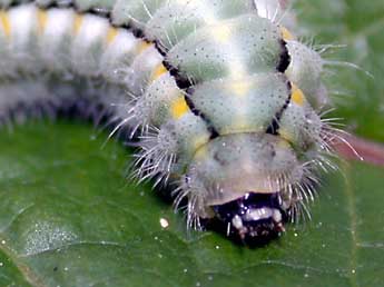  Chenille de Zygaena occitanica Vill. - Christophe Franco