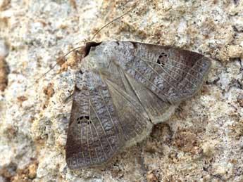 Lygephila viciae Hb. adulte - Daniel Morel