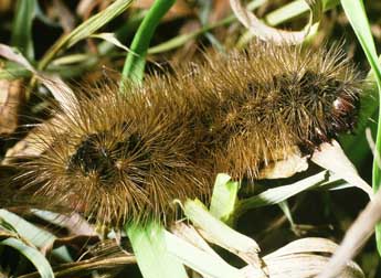  Chenille de Arctia villica L. - ©Philippe Mothiron