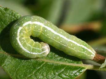  Chenille de Brachylomia viminalis F. - Serge Wambeke