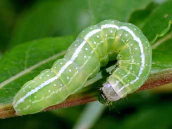  Chenille de Brachylomia viminalis F. - ©Serge Wambeke