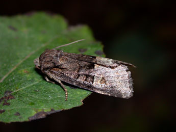 Brachylomia viminalis F. adulte - ©Philippe Mothiron