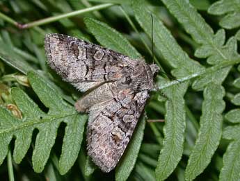 Brachylomia viminalis F. adulte - ©Philippe Mothiron