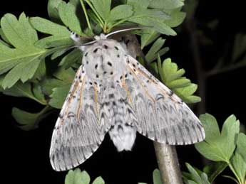 Cerura vinula L. adulte - ©Philippe Mothiron