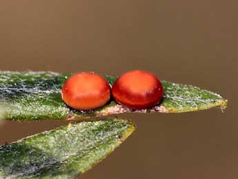  Oeuf de Cerura vinula L. - ©Daniel Morel