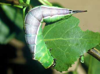  Chenille de Cerura vinula L. - Philippe Mothiron