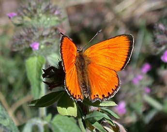 Lycaena virgaureae L. adulte - ©Philippe Mothiron