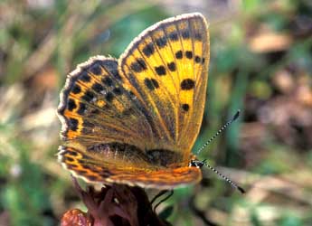 Lycaena virgaureae L. adulte - Tristan Lafranchis