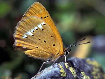 Lycaena virgaureae L. adulte - ©Tristan Lafranchis