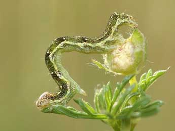  Chenille de Emmelia viridisquama Gn. - David Demerges