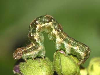  Chenille de Emmelia viridisquama Gn. - ©Grgory Guicherd