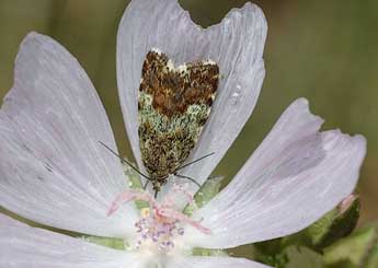 Emmelia viridisquama Gn. adulte - ©David Demerges