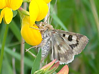 Heliothis viriplaca Hfn. adulte - Philippe Mothiron