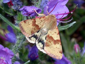 Heliothis viriplaca Hfn. adulte - ©Philippe Mothiron